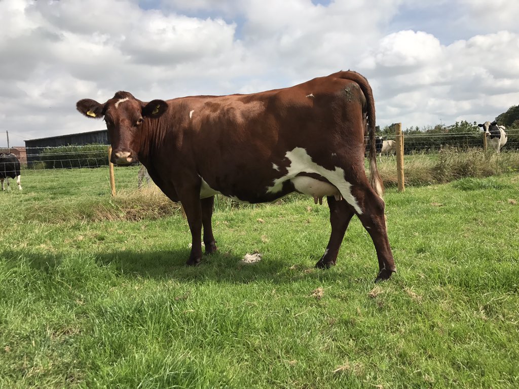 SmallholdersUK's tweet photo. This is Lady Barrington she is due to calve over the weekend follow @BrymoreFarm to watch how she gets on #dairyshorthorn #firsttimecalver https://t.co/elqTqifHnq