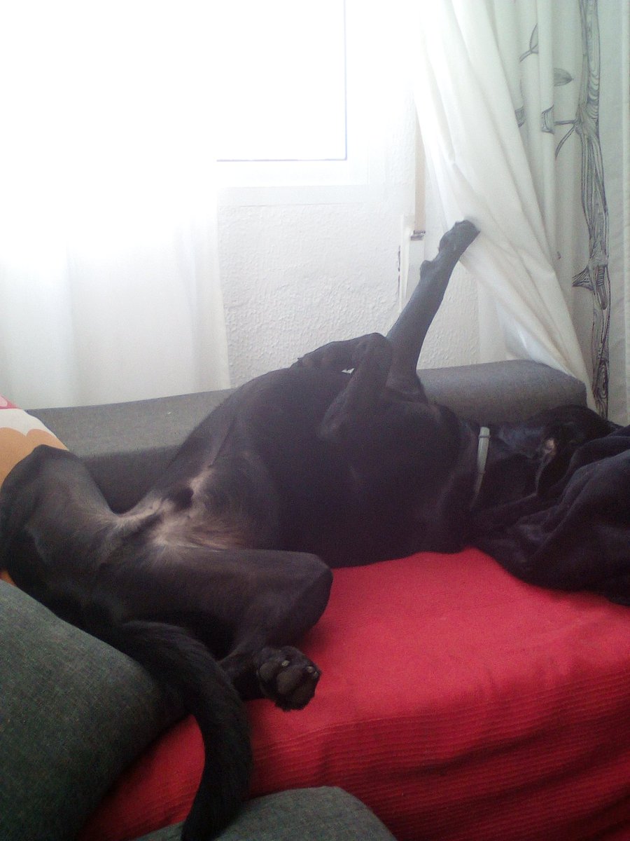 samusolorzano's tweet photo. Así vamos a acabar el domingo después de darlo todo en el #rockfm500 💪🐕 https://t.co/mrWA6p6HLh