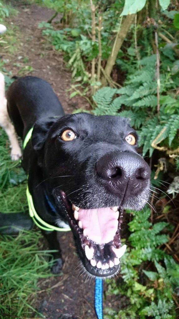 spanishstray's tweet photo. #FocusOnFoster Ollie looking happy in his new foster home after his adoptive family decided they couldn't keep him https://t.co/H5xmBtnRwg