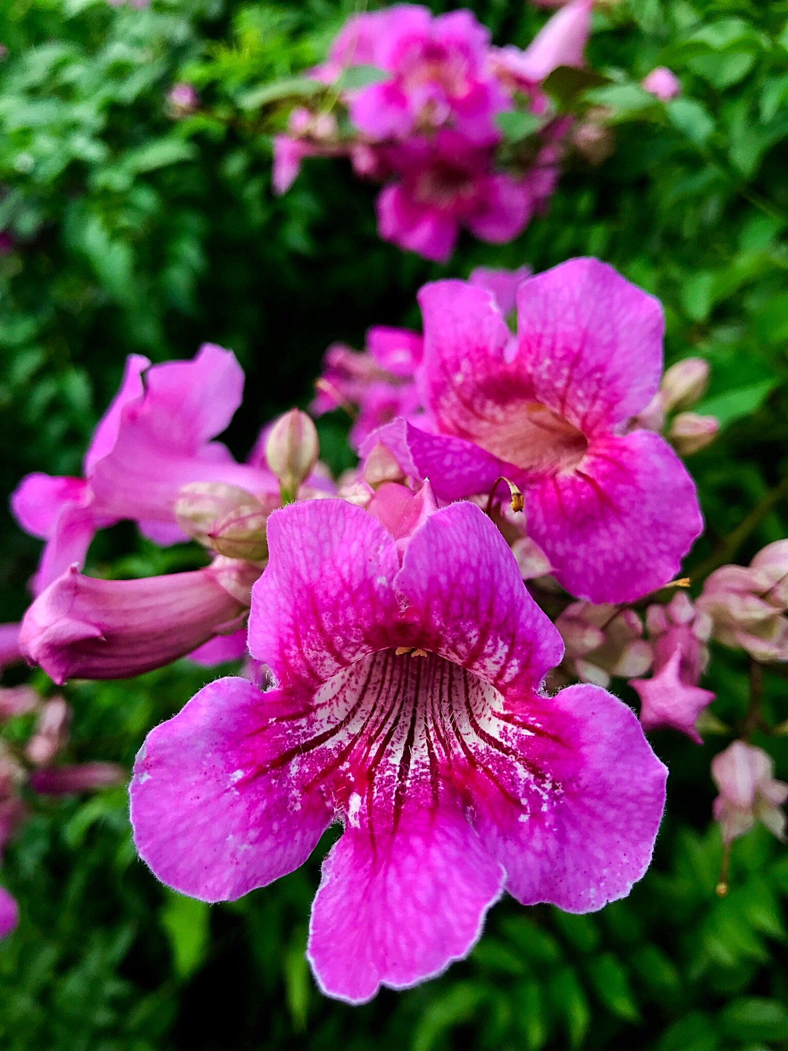 تويتر Cloudsailor 星羅の一日一花 على تويتر ピンクノウゼンカズラ ピンク凌霄花 オレンジ色の凌霄花が終わった頃咲き出す 秋らしくない派手な花 南アフリカ原産 Pink Trumpet Vine Podranea Ricasoliana Flowers Fleurs T Co 1ghuuywlmn