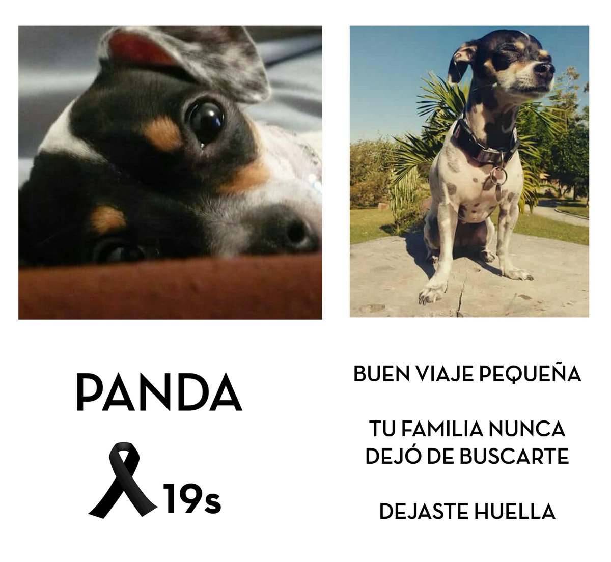 petopiamx's tweet photo. Q.E.P.D. PANDA ! 
Fue encontrada en los escombros. Todo nuestro amor para su familia pues sentimos su dolor. #19s https://t.co/9Bux1ft7R9