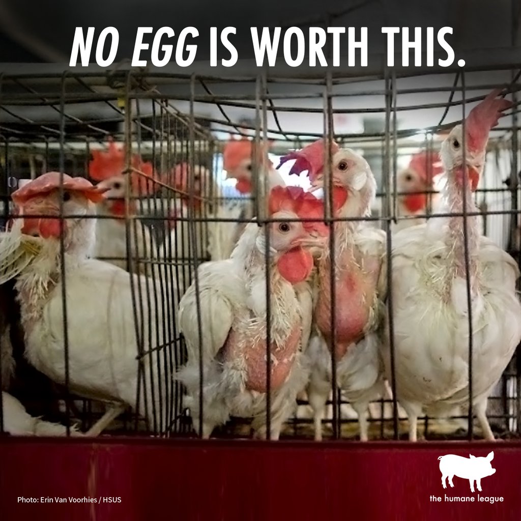 TheHumaneLeague's tweet photo. RT if you agree that no animal product is worth the torture that is inflicted upon these innocent animals. 💔 https://t.co/wHxvOlTQwj https://t.co/eomowYUxCR