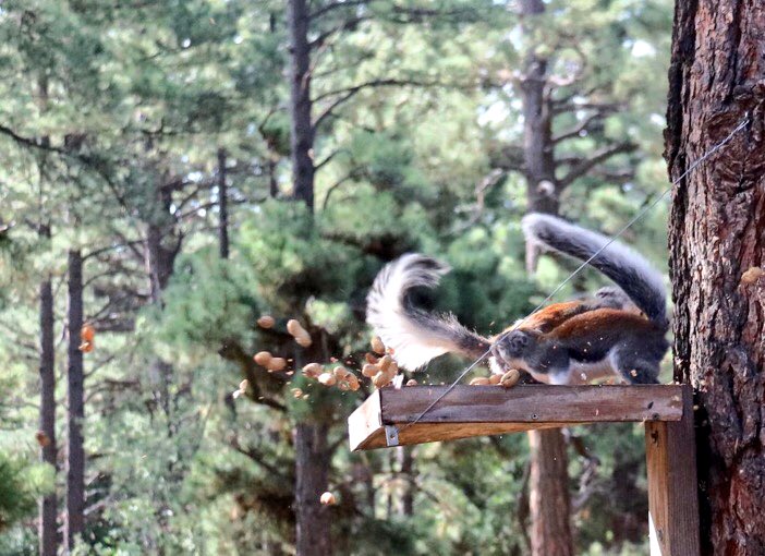 Granite Rapids Moon (@grandcanyonfilm) on Twitter photo These two #squirrels beg to be #captioned! Post your ideas today. We'll feature the top three in a poll Sat to choose a #winner.
📸<a href="/fanofnmtn/">Fan of Arizona</a> These two #squirrels beg to be #captioned! Post your ideas today. We'll feature the top three in a poll Sat to choose a #winner.
📸<a href="/fanofnmtn/">Fan of Arizona</a>