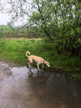 millypod1's tweet photo. 🆘#Lost Whippet Female
nr Staple Hill Car Park #Longcross #Surrey #KT16
#KT13 #KT14 #KT15 #GU21 #GU24 #GU25 #SL5
https://t.co/d2Kfzqkge2 https://t.co/qqtIBAkt9h