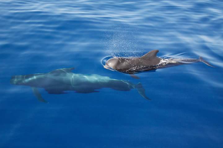 CeamarCanarias's tweet photo. Campaña oceánicas en Tenerife y La Gomera #Cetaceos #Tortugas #MisticSeas2 #UTE_CEAMAR_ALNILAM_ADS
@FBiodiversidad @CeamarCanarias @ADS_Bio https://t.co/3pIpEwGw70