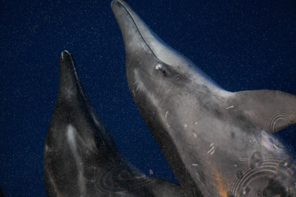 CeamarCanarias's tweet photo. Campaña oceánicas en Tenerife y La Gomera #Cetaceos #Tortugas #MisticSeas2 #UTE_CEAMAR_ALNILAM_ADS
@FBiodiversidad @CeamarCanarias @ADS_Bio https://t.co/3pIpEwGw70