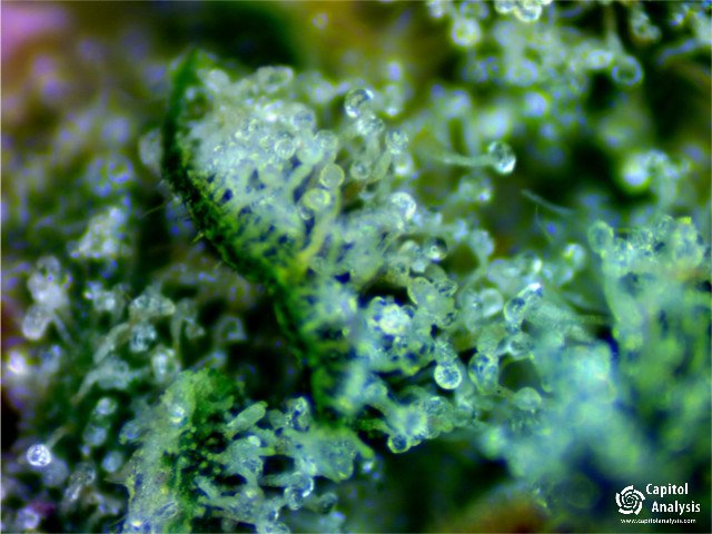 capitolanalysis's tweet photo. #growstateone #mixed #509kush #godsgift #godsgift #mixed #capitolanalysis #cannabisindustry #cannabis #marijuana #weed https://t.co/OpKNhpHsfj