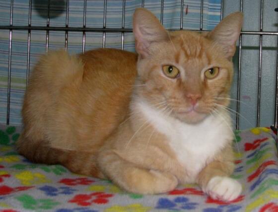 AnimalProtectrs's tweet photo. Meet 3yr old Eddie. He's super friendly & is working hard 2 win over his next owner. Could it be you? #BeAProtector https://t.co/9ihUIMoFkl https://t.co/njVBfZVvcZ