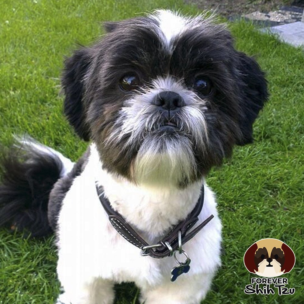 ForeverShihtzu's tweet photo. I look adorable with this collar! 👑🐶
#Dogs #Pets #ShihTzu https://t.co/44qEWMbODV