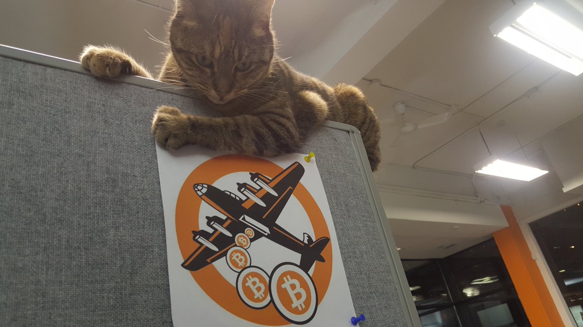 YoushanWorld's tweet image. Bitcoin-cat😂 #bitcoinfun