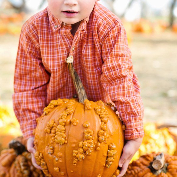 Instagrammable moments! Check out ourTOP PUMPKIN PATCHES around  with <a href="/TavesFarms/">Taves Family Farms Applebarn</a>  <a href="/MaanFarms/">Maan Farms</a>  <a href="/farmer_sharon/">Sharon Ellis</a>  ow.ly/7nxn30fuMIO