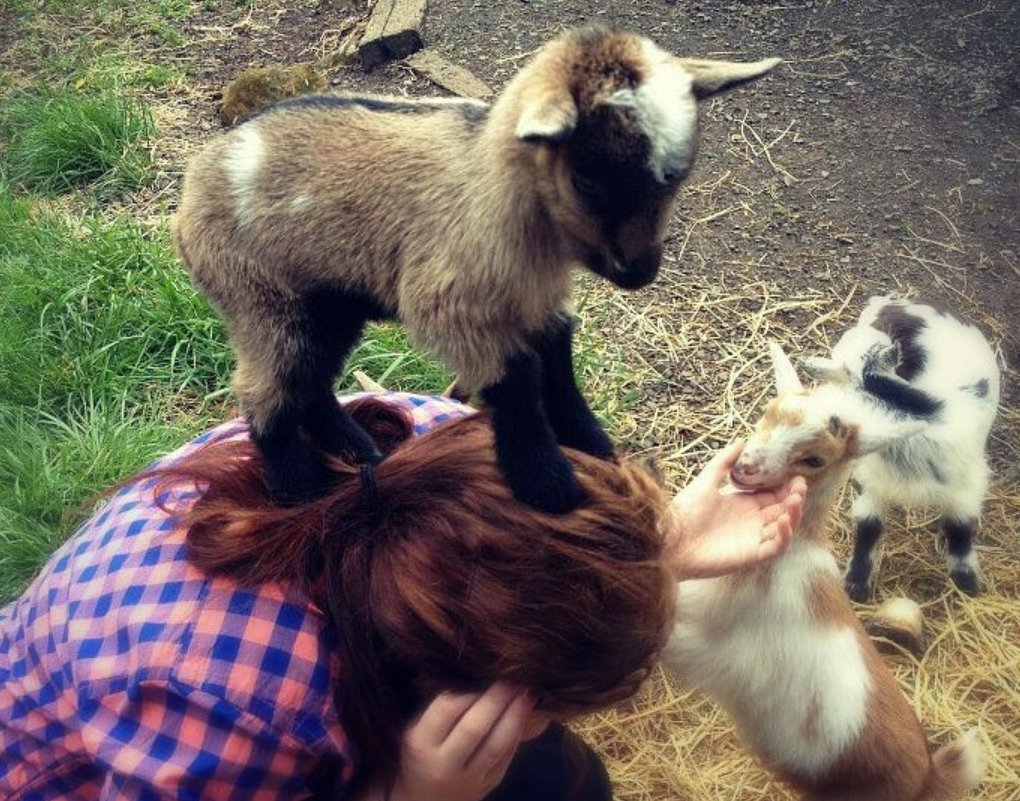 What my ideal day looks like 😜 How do you say no to playing  with baby animals! 😁
#Playtime #CrueltyFree #vegan 😚❤❤