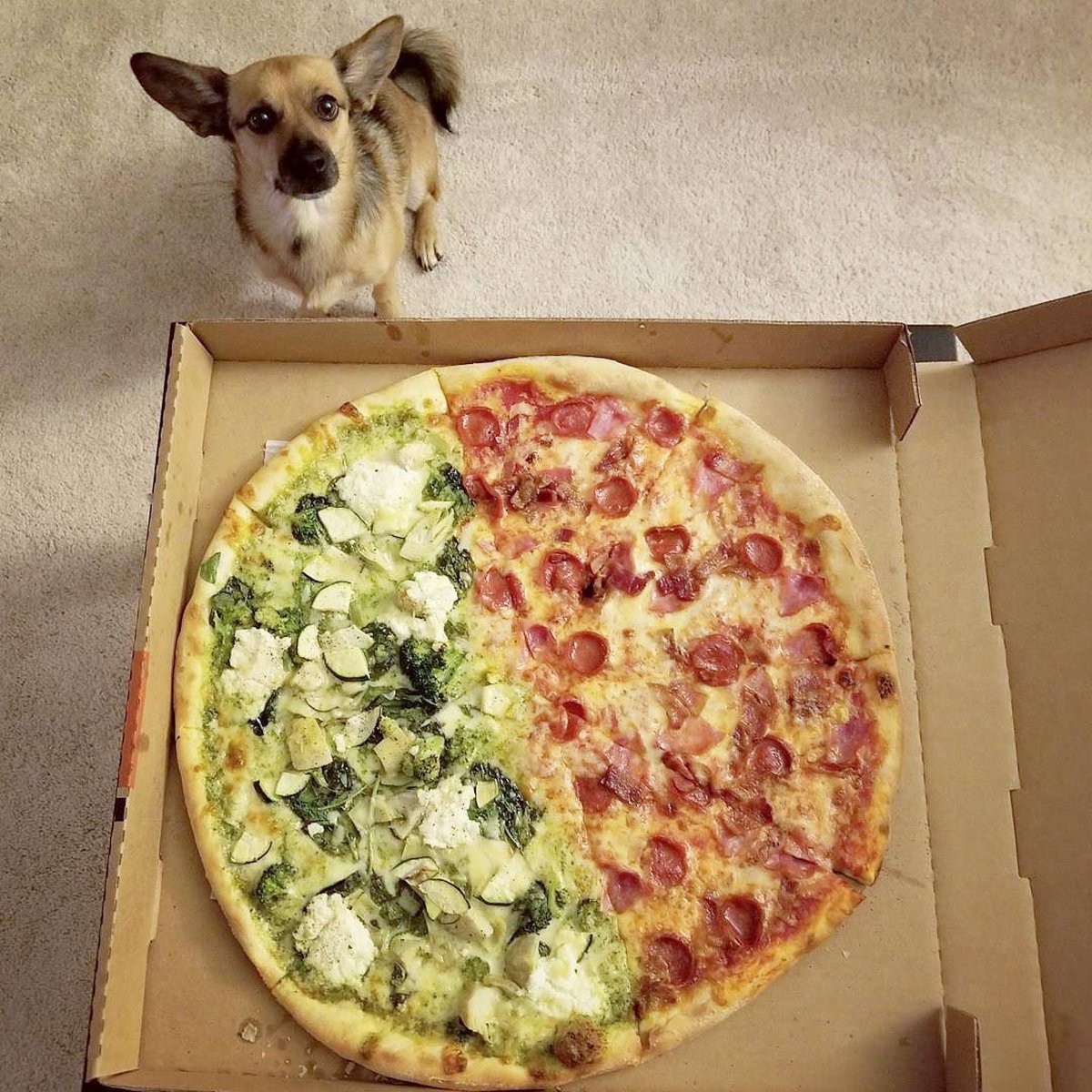 #pizza so good you need a guard dog to protect it. #CozmoTheWonderDog