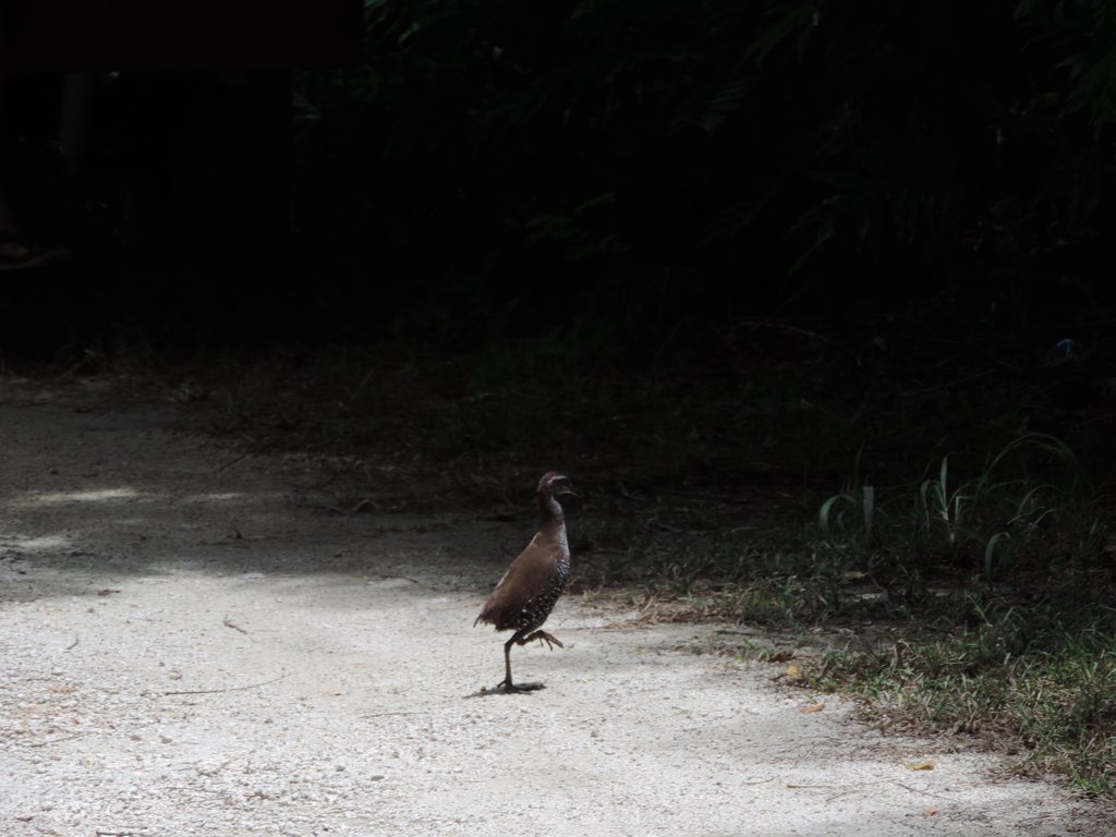 NaadiraKathrad's tweet image. &quot;One of the 49 Guam rails released to the wild on Rota [CNMI, United States of America] by the Guam Department of Aquatic and Wildlife Reso…
