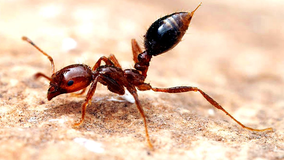 WhitmorePestCtr's tweet photo. Time for another #FridayFake!

FAKE: Grits will kill #FireAnt colonies. 🐜🔥

Fire ants do not eat solid food so this doesn't work. https://t.co/N5wr4HEdAJ