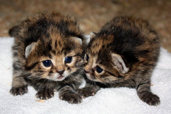 ネコ種大百科 クロアシネコ 世界最小のネコ科の動物 大きさは35 50cmくらいでチワワと同じくらいの大きさです 可愛らしい容姿ですが野生が強く大型の動物にも怯まず反撃することもあるそうです T Co Q7sjlsxz2e Twitter