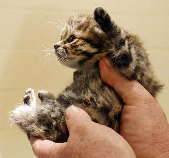 ネコ種大百科 クロアシネコ 世界最小のネコ科の動物 大きさは35 50cmくらいでチワワと同じくらいの大きさです 可愛らしい容姿ですが野生が強く大型の動物にも怯まず反撃することもあるそうです T Co Q7sjlsxz2e Twitter