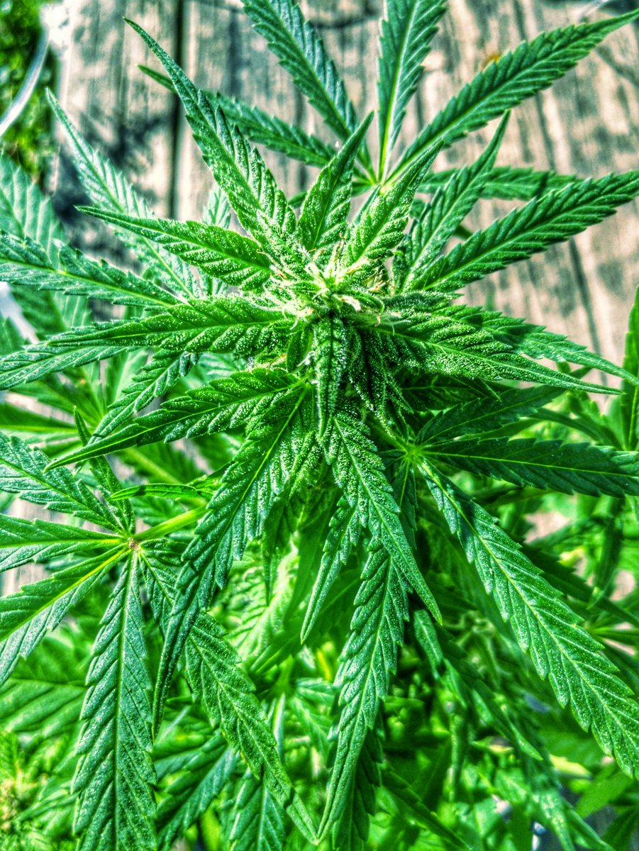 TheCocoRepublik's tweet photo. Happy #Frhighday twitterverse fam glams!! Enjoy the go-go berry lady flashin her goodies! #weed #StayHigh #burntrees https://t.co/7bE9tlSh8z