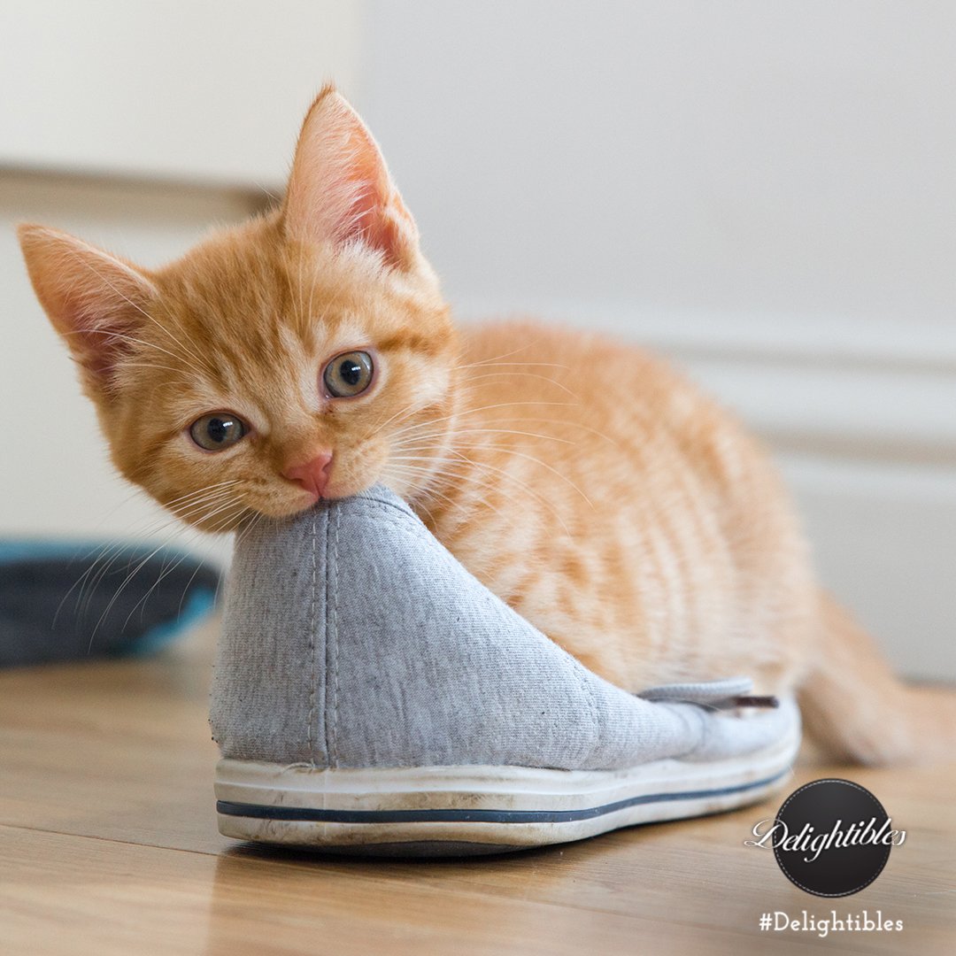 Delightibles's tweet photo. Cat Logic: Has 10,000 toys–still wants your stuff. https://t.co/F60HCLejft
