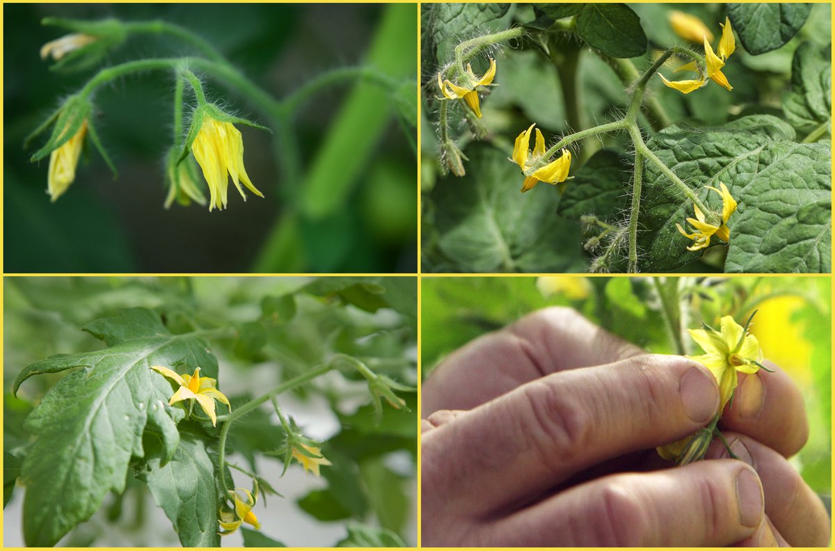 With every tomato flower comes the promise of a potential future tomato!  Bumble bees work tirelessly to pollinate these flowers in our  greenhouses the way nature intended, which then transform into ripe,  juicy tomatoes over the next 50-90 days. #nature #busybee #flowers