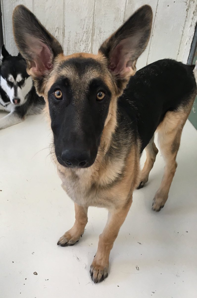 The Dog Lodge On Twitter My What Big Ears You Have Lola Germanshepherd Gsd Bigears Adorable Dogs Dogsoftwitter Funatthedoglodge