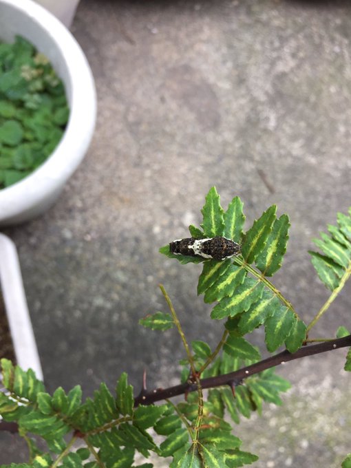 アゲハ蝶の育て方 幼虫は山椒を食べるの 蝶の研究室