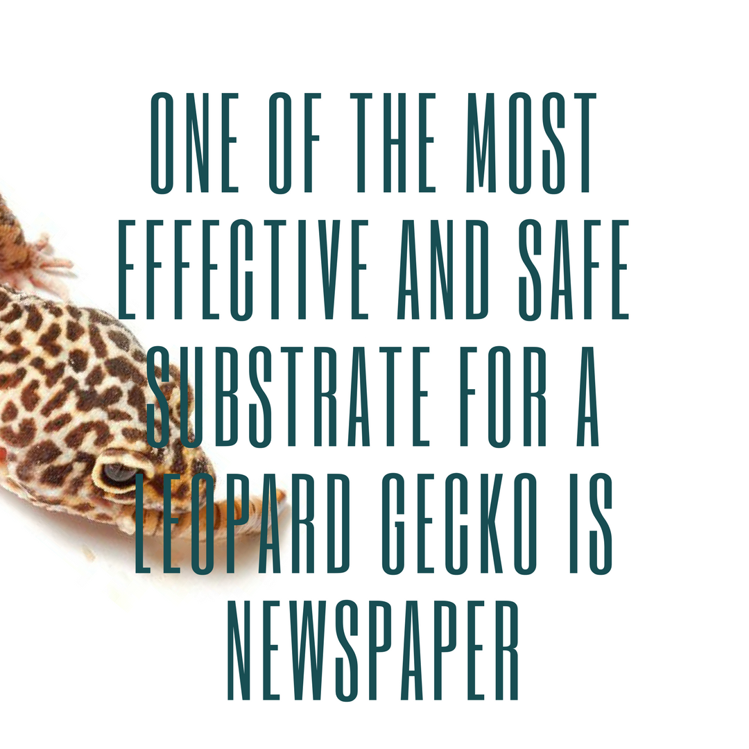 Another #leopardgecko tip! #gecko #reptiles #reptile #herping