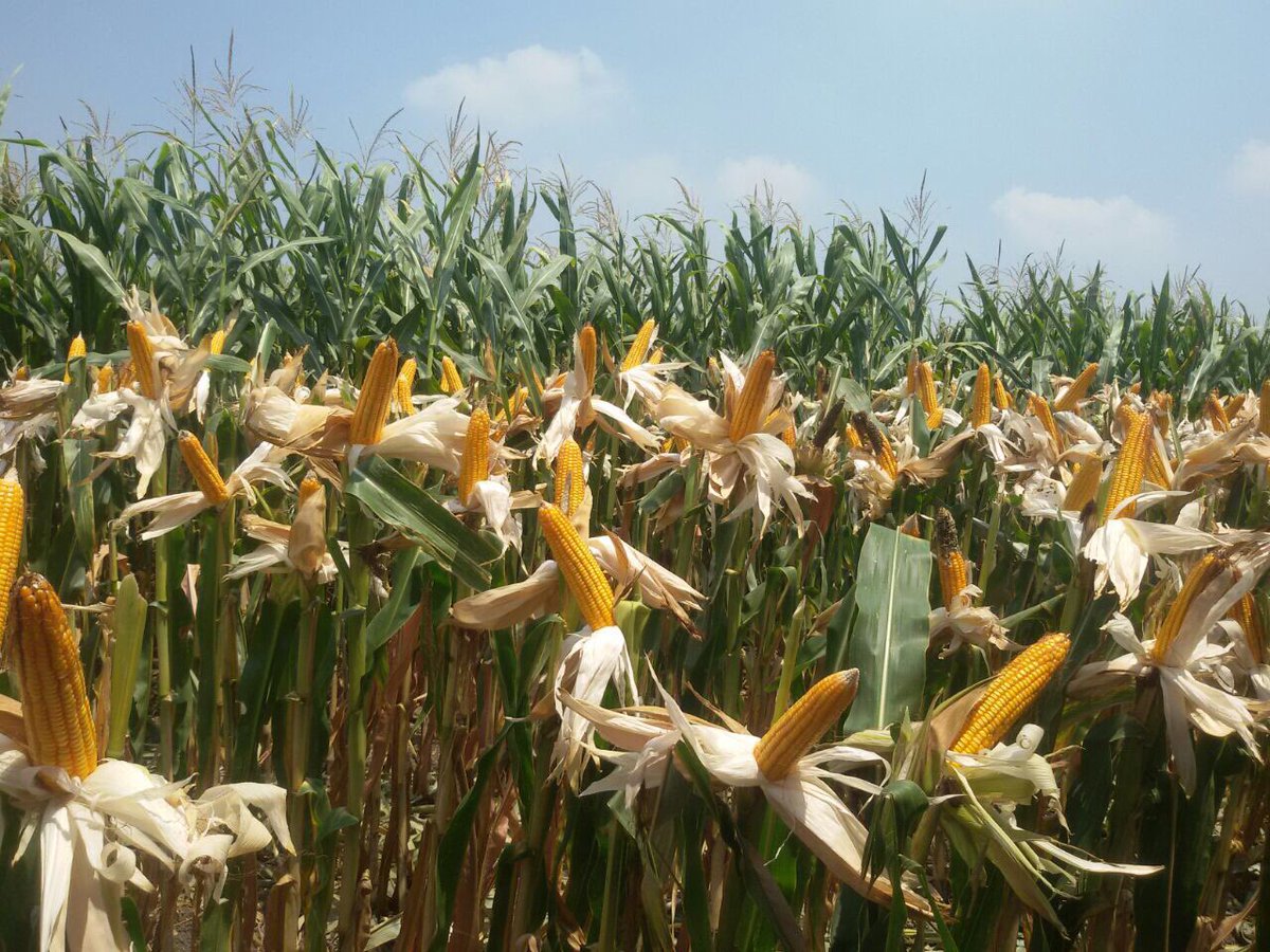 Bayer4CropsID's tweet photo. Panen DK771 oleh Ketum MUI, semoga Berkah #DEKALB1JutaPetani https://t.co/w3TWxQbfWm