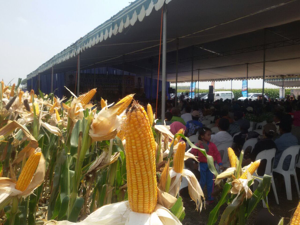 Bayer4CropsID's tweet photo. Panen DK771 oleh Ketum MUI, semoga Berkah #DEKALB1JutaPetani https://t.co/w3TWxQbfWm