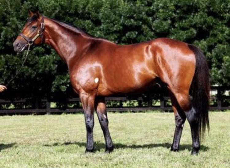 anz_news's tweet photo. Brown Ben gives former @VineryStud Big Brown shuttler his 25th SW in the LR Tokyo City Cup @Morphettville https://t.co/3ymOC1dVeK