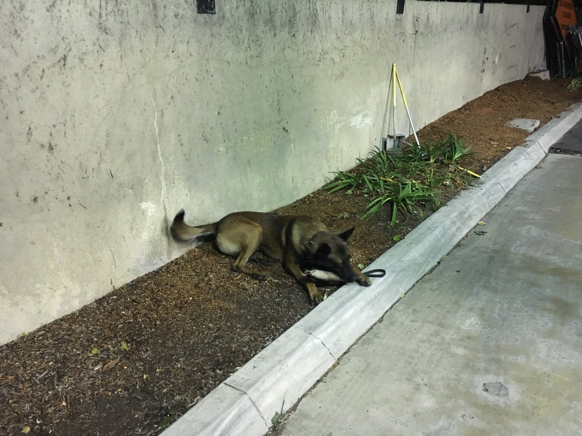 NewportBeachPD's tweet photo. We’re wrapping up for the night, back at the station. Clean dog... newly bathed... lays in dirt. Typical. 😉 #NBPDK9 #NBPDVRA https://t.co/IrvXK0Hmng