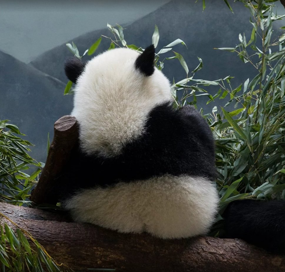 nickysmithster's tweet photo. @talkwordy #pandabutt
Your argument is invalid
(care of @ZooATL) https://t.co/4Av8qCnqUw