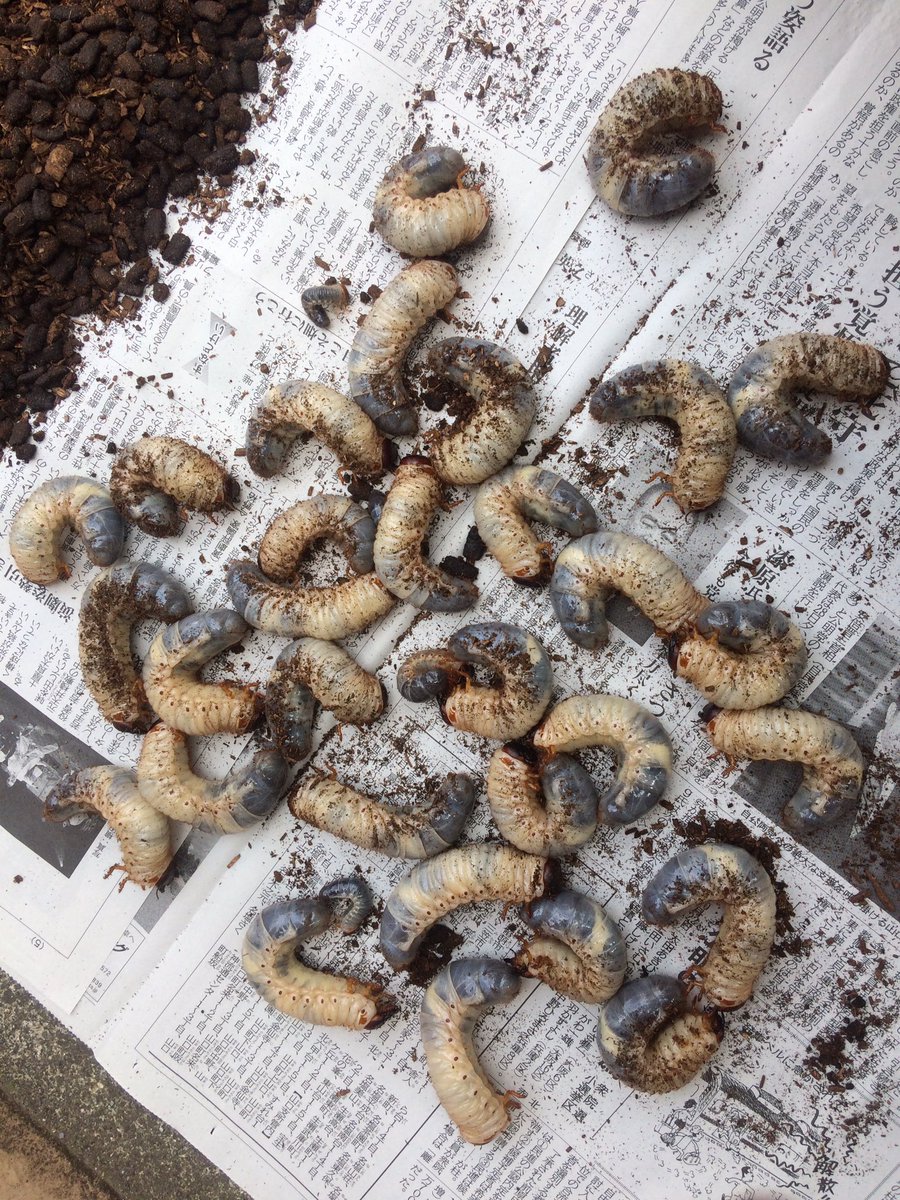 花壇 つ ちの 入れ替え