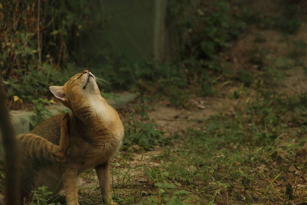 vishwajit5's tweet image. Wild Cat #lionswithtds #fcrajkot #cat #wild #green #wildcat #tiger #zoo #canon #ig_dpc ift.tt/2yydJ6W