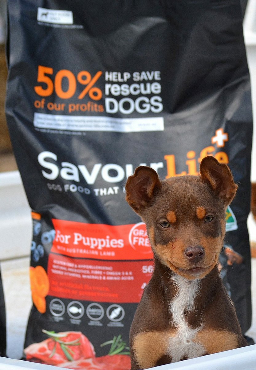 savourlife puppy