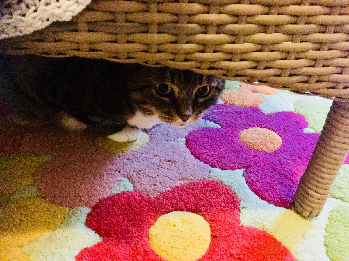 AlmaTheCat1's tweet photo. Sulking again. Was napping after my 2nd brekkie as Mum suddenly fed me yaky stuff that should help me 💩. What a start for #Caturday! https://t.co/fCypBLUkRT