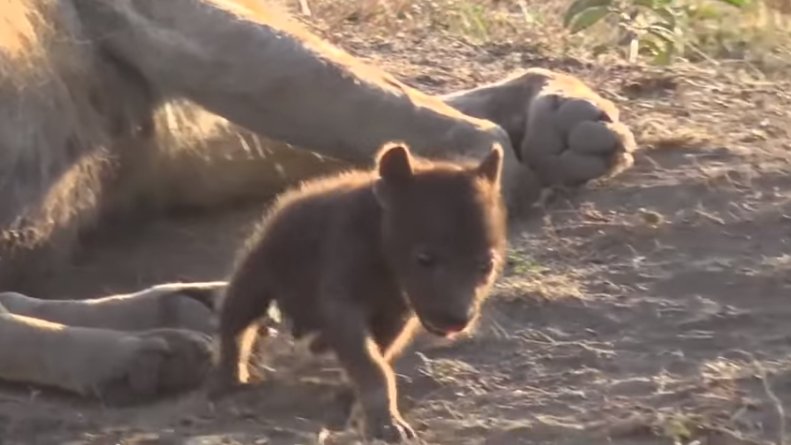 chrisc510's tweet photo. #safarilive Fave migration moment Aug 5 2017 Teeny, tiny, hyena cub! https://t.co/zjAomPtrcF