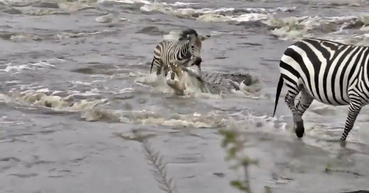 pbstjs's tweet photo. And the WINNER is #migrationBEST2, LUCKY the Zebra on #safarilive https://t.co/YyrjyPEVYt