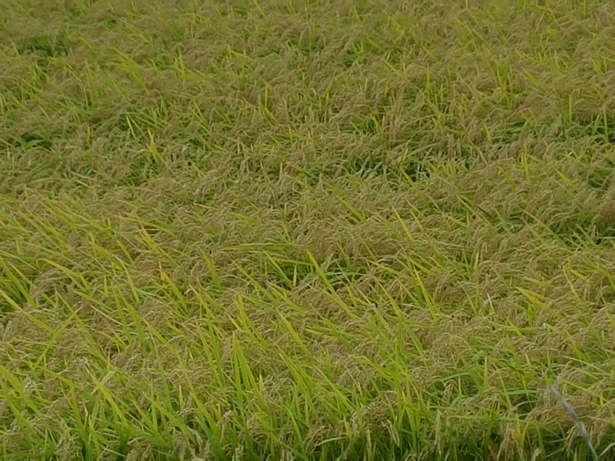 moonlight729's tweet image. 장을 보고 #허육도 가는길에
잠시 차를 세워 가을로... ㅎㅎ