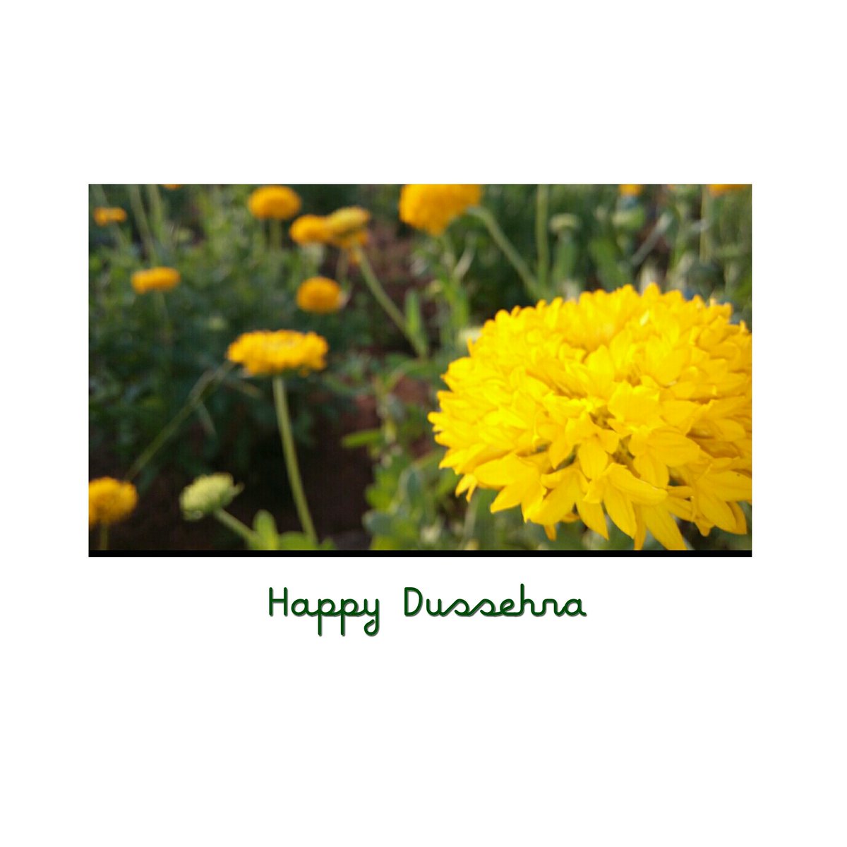 AdivPureNature's tweet photo. Wishing all of you a happy dussehra and may good always triumph over evil. https://t.co/roEHyr0nsA
