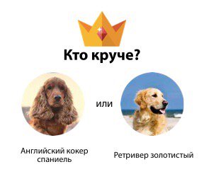 everysho's tweet photo. Я считаю что Английский кокер спаниель круче, чем Ретривер золотистый. А ты? #породысобак https://t.co/TrMOASfCPZ https://t.co/AiR9RHH78A