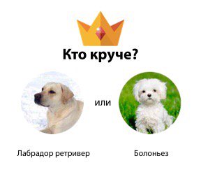 everysho's tweet photo. Я считаю что Болоньез круче, чем Лабрадор ретривер. А ты? #породысобак https://t.co/TrMOASfCPZ https://t.co/gr1O6lM6is