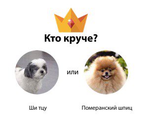everysho's tweet photo. Я считаю что Ши тцу круче, чем Померанский шпиц. А ты? #породысобак https://t.co/TrMOASfCPZ https://t.co/Q5qv5gA9Zz