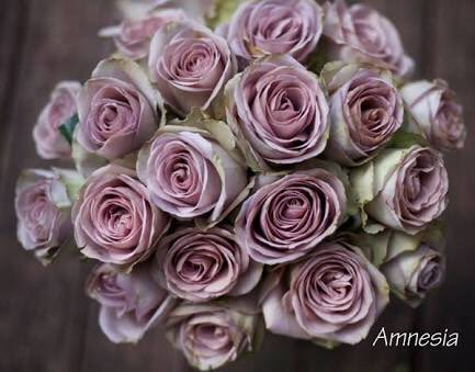アムネシアという薔薇が本当に好み 花言葉は 記憶喪失 この儚げな姿によく似合う
