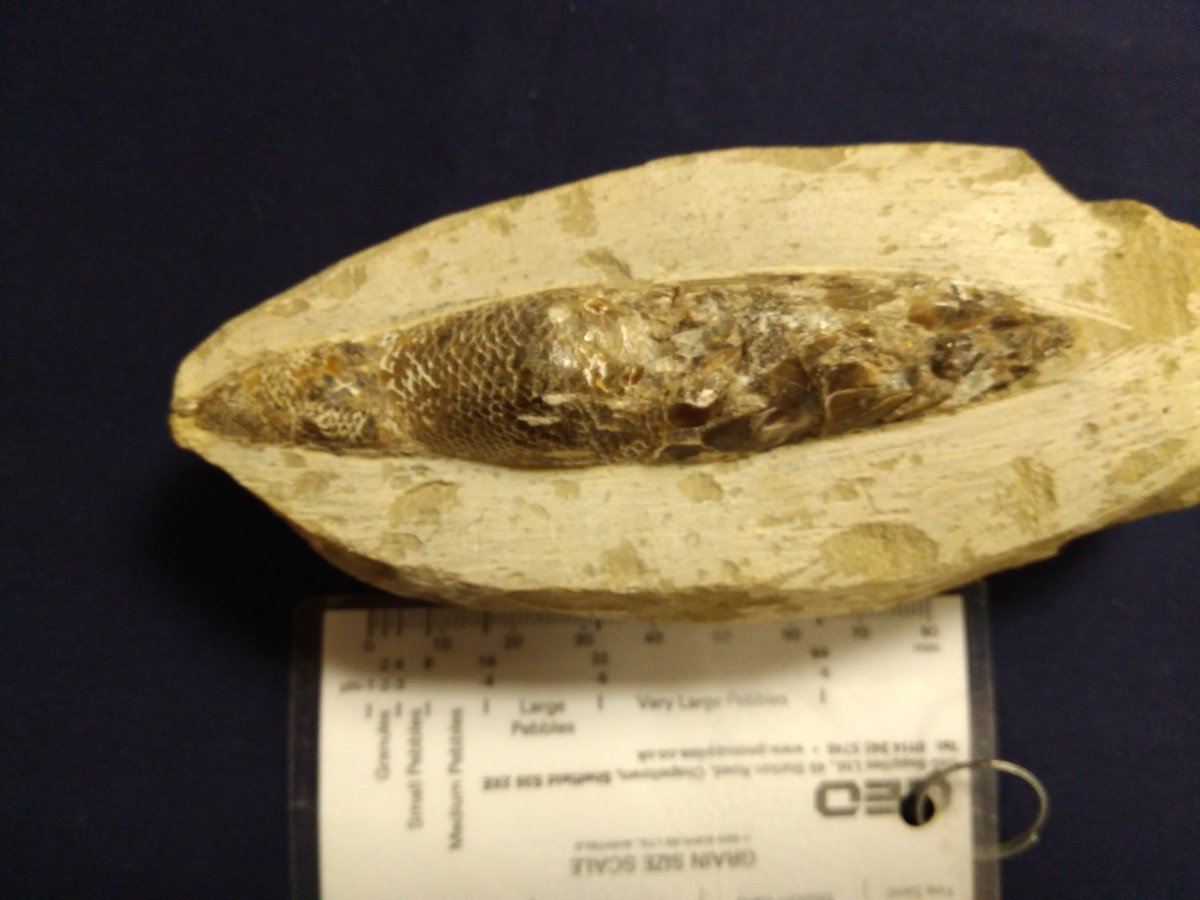 GeoBus_StA's tweet photo. At #ESTA2017 we have a mystery #fossil - help! A cone, a fish?!? @ThePalAss @NHMPalaeobotany https://t.co/nGFAvMlOpk