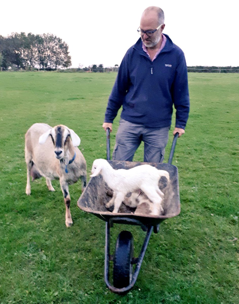 ChannelVFarm's tweet image. This is how we got the kids in to their new cosy home last night, a wheelbarrow has so many uses! #goats #Autumn