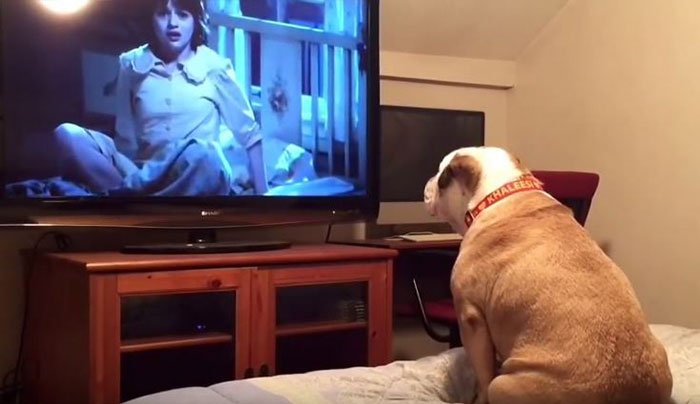 Viralvideo8's tweet photo. Bulldog guarda un film horror e la sua reazione è davvero divertente! https://t.co/07QHPVOpA2 https://t.co/rRLPdl6veC