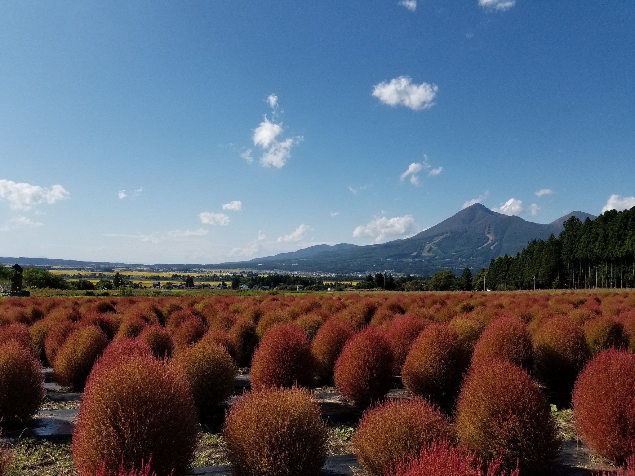 リステル猪苗代ハーブ園 コキアの紅葉 もいい感じになりましたね 猪苗代ハーブ園 リステル猪苗代 コキア畑 もふもふ コキア ハーブガーデン 磐梯山 ふくしま 紅葉 のコキア Kokia Fukusima Inawashiroherbgarden T Co 3bayv9dnve