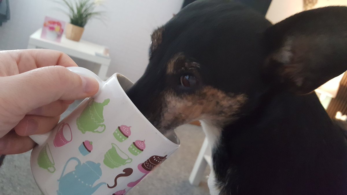 DeeRus1's tweet photo. Cup of tea to get me going this morning
#DogsNotCats https://t.co/oCiiXDUScD