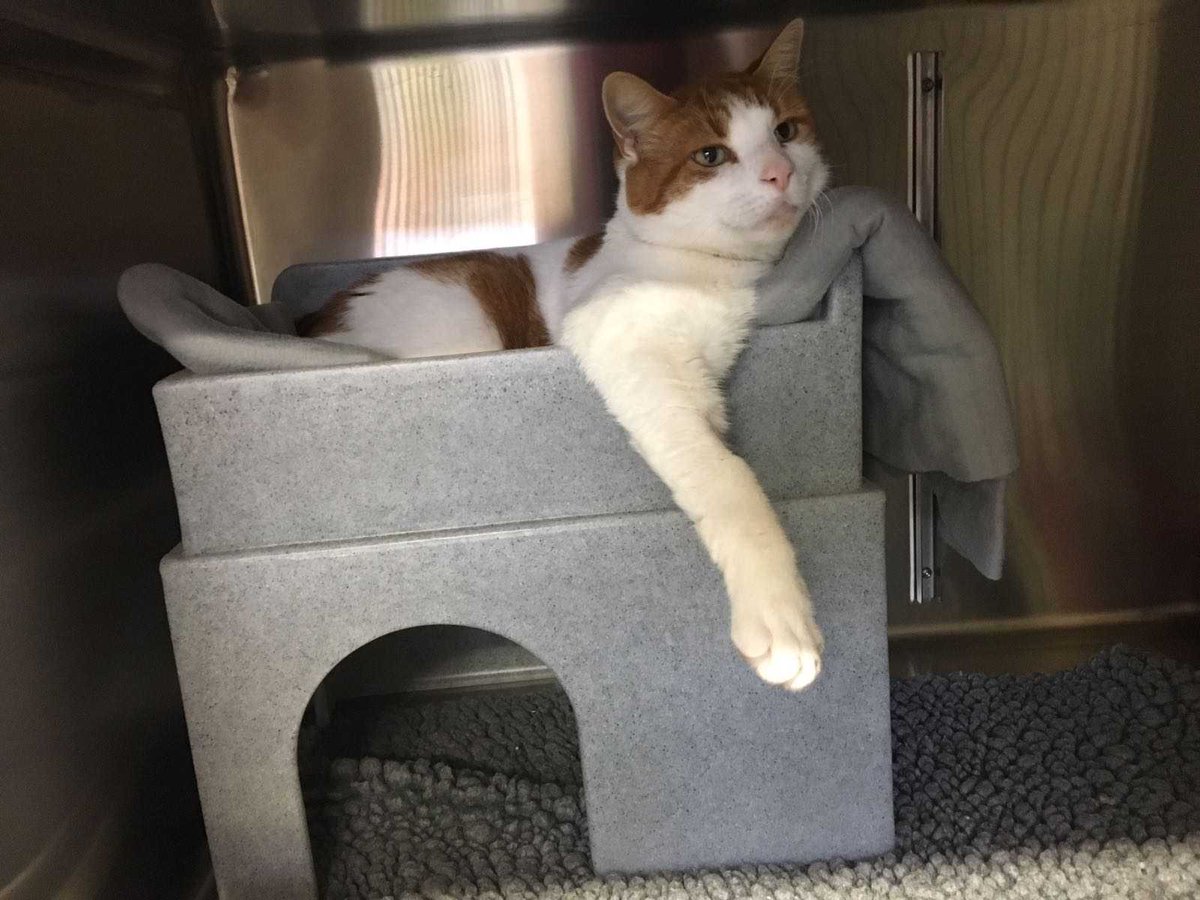 Vets Klinic tweet media